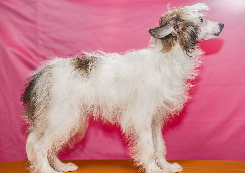 Nefritjvyi Budda Zsekhin Gold