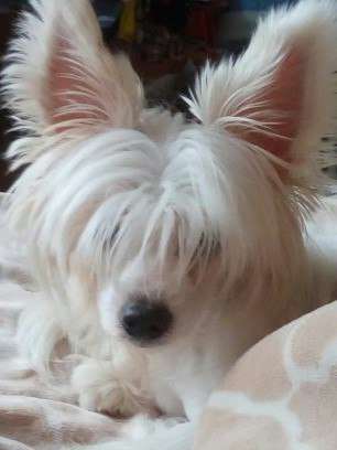 Nefritjvyi Budda Zhick Pearl Medzhik