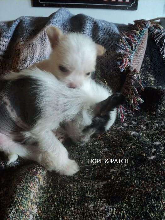 Galanday Pumpkin Patch