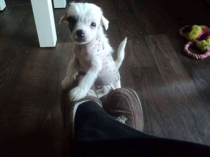 Galanday Spot of Perfection