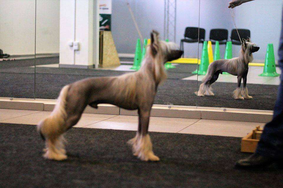 Amansio Bettino Vittorio