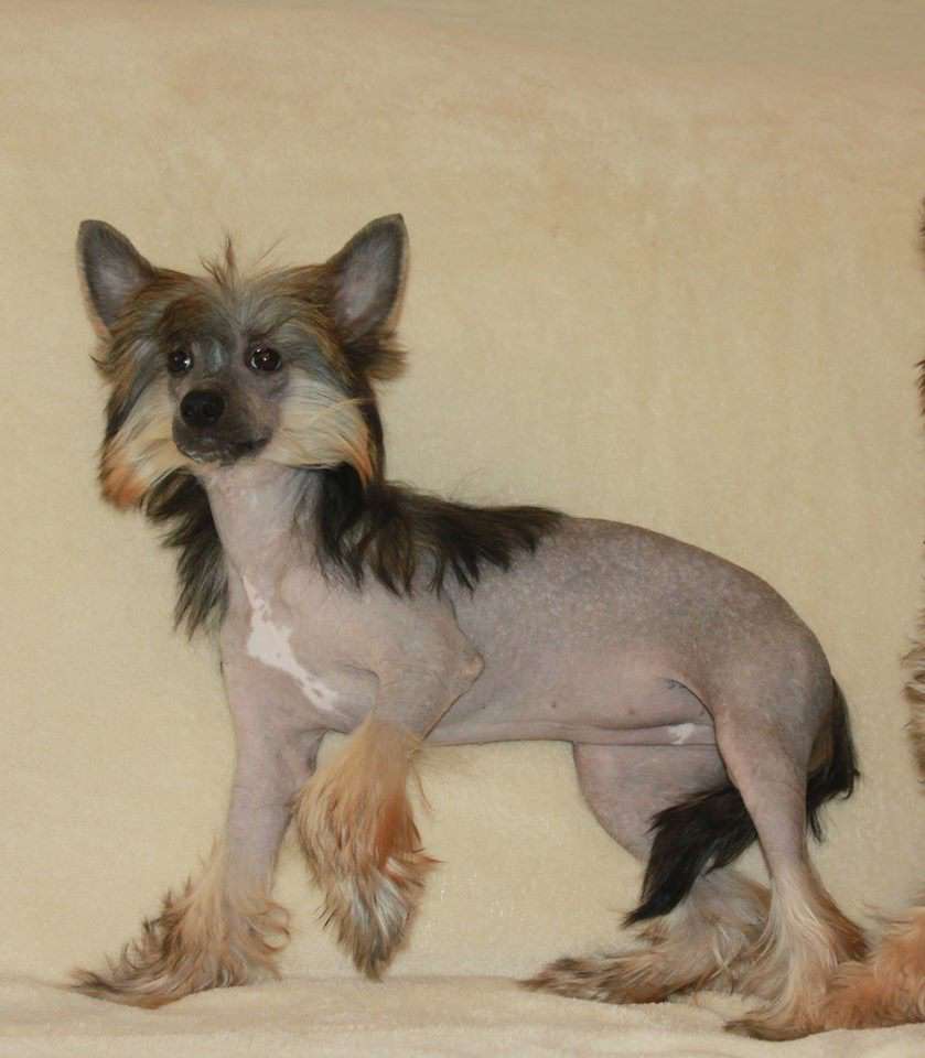 Anabel' Georgetta Viktoria