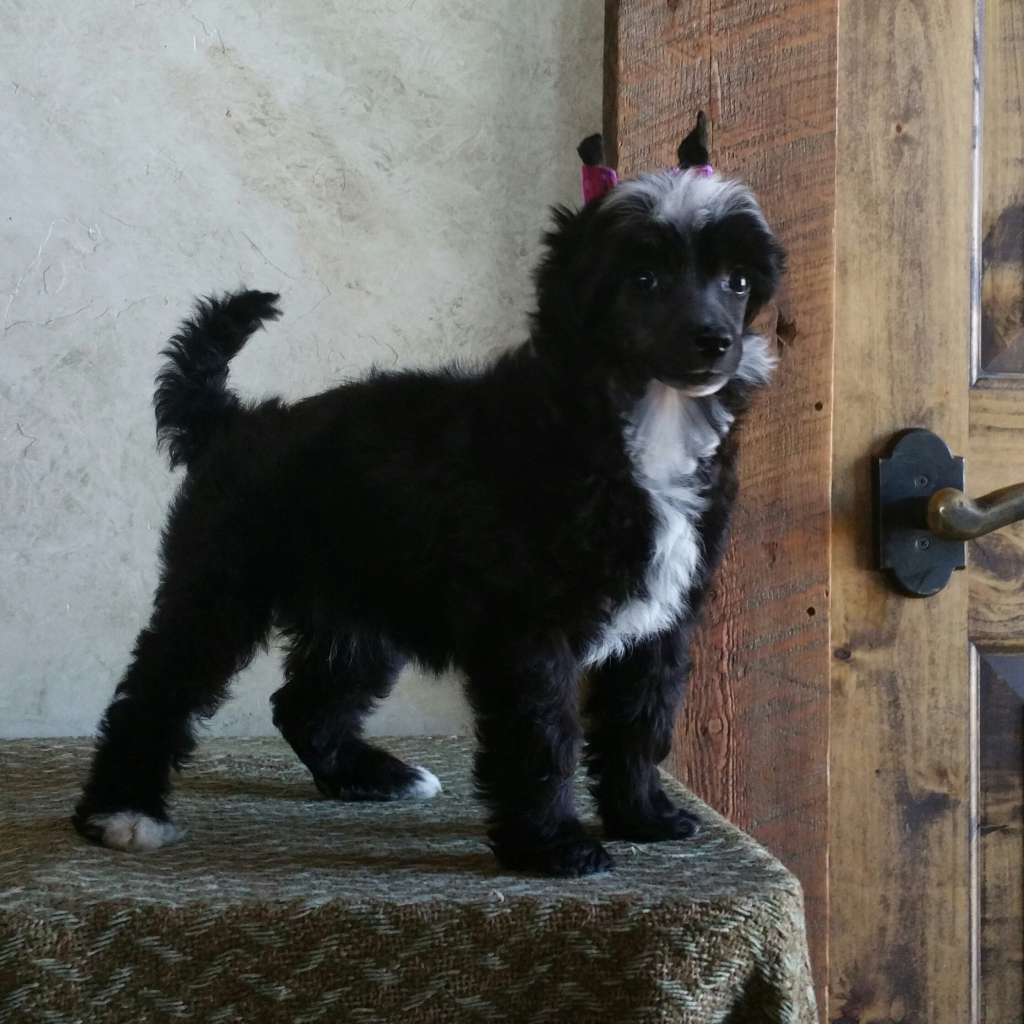 Legacy's Belle of the Ball at BoulderCrest