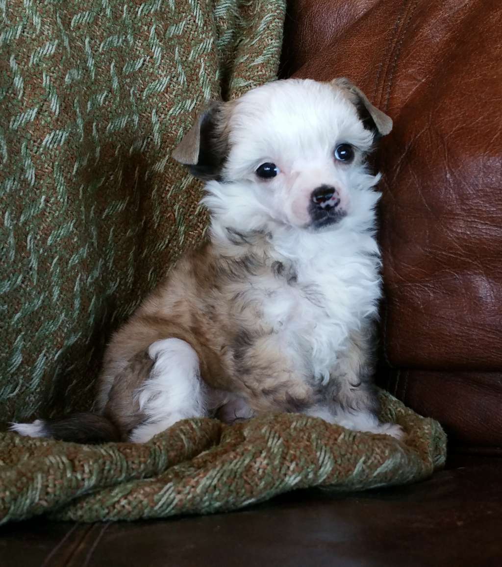 Trixie-Boo
