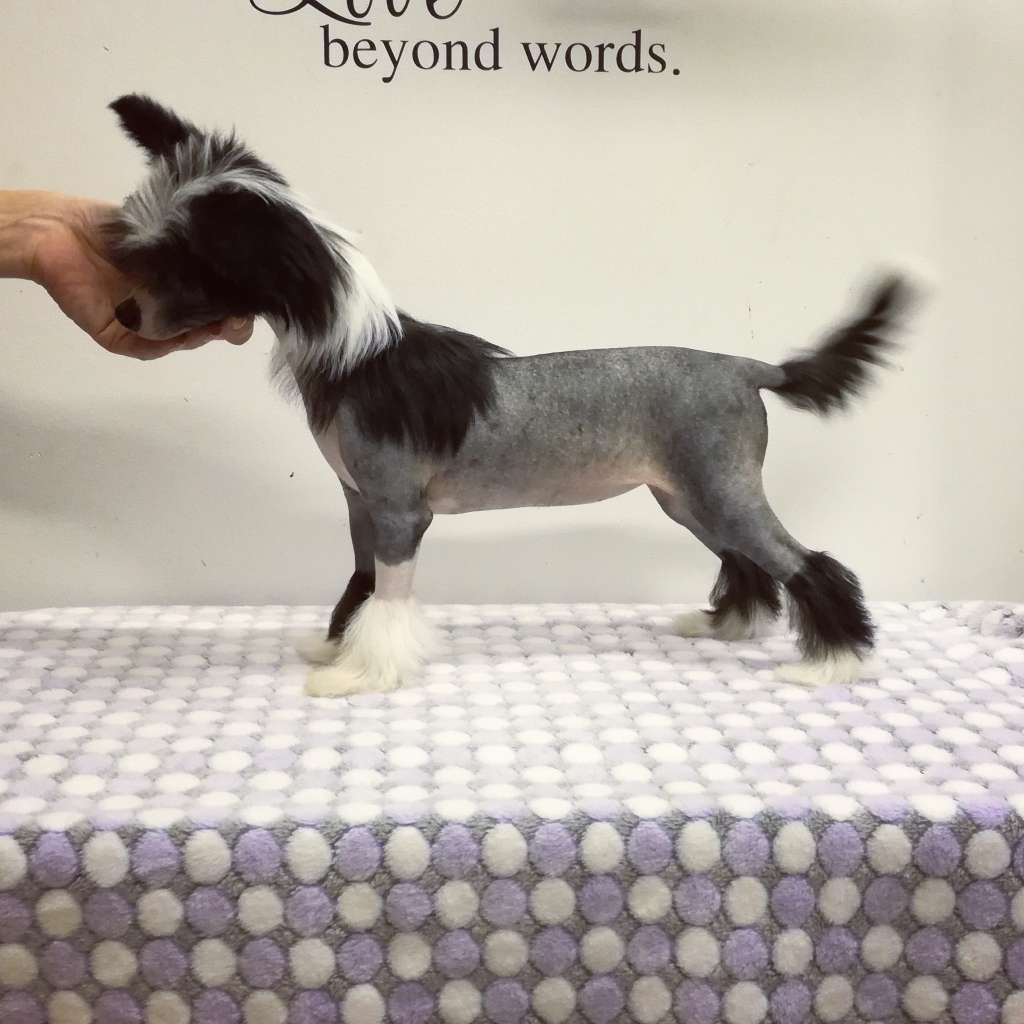 Naked Stars Rainbow In The Dark