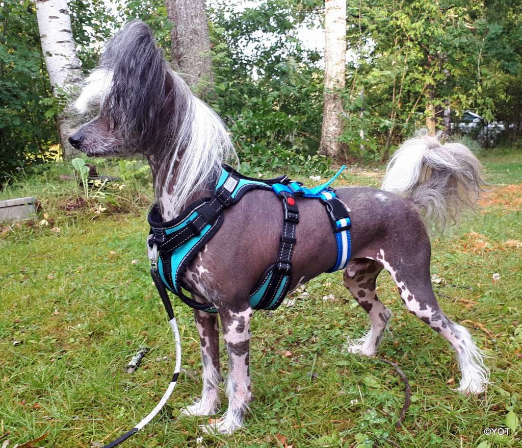 Tirlittan Quantum Break