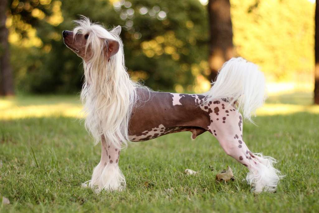 Ewenement Jak Dla Mnie Pretensja