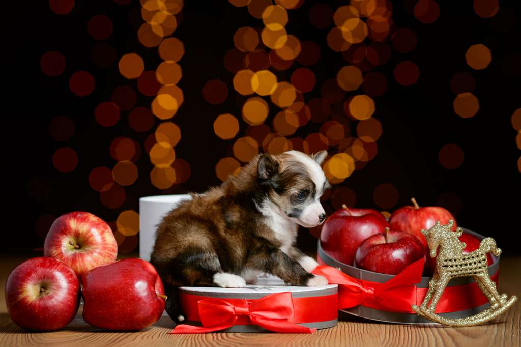 Dogland Happy Special One