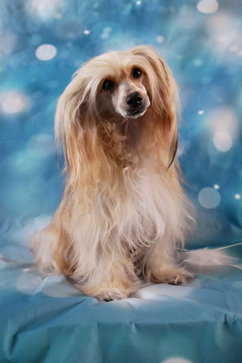 Pipa of Unique Creatures