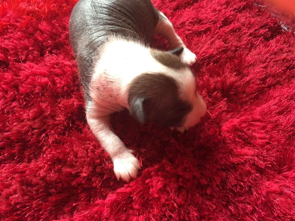 Clove in Mulled wine Gea Ledra