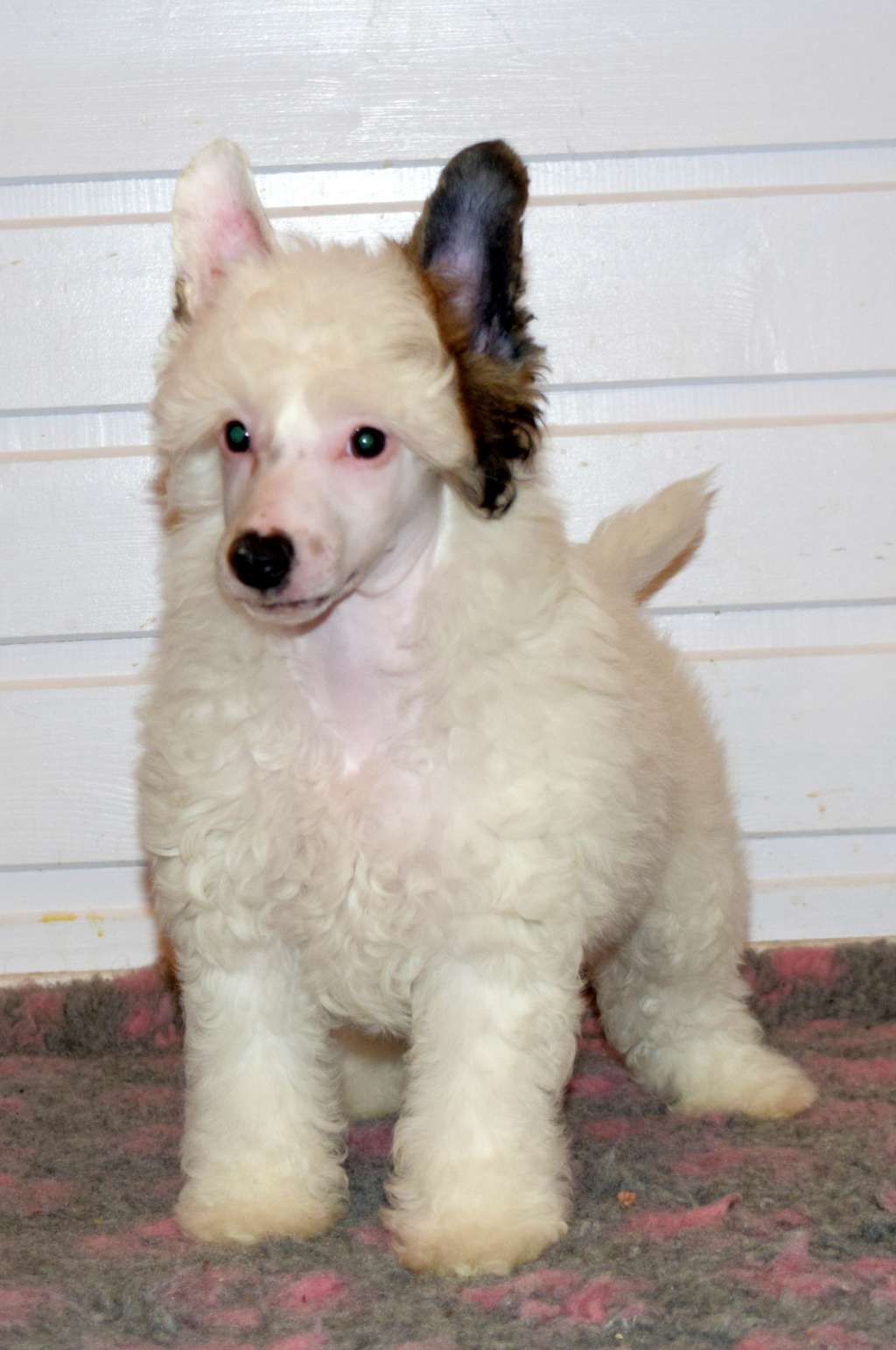 Artic Flyer's Pokerface