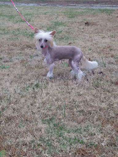 Sunlit's Why Run When You Can Fly