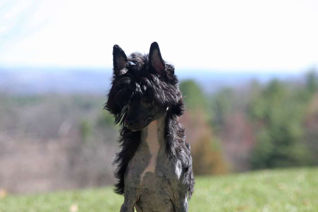 Charuyuschiy Soblazn Lux Et Veritas