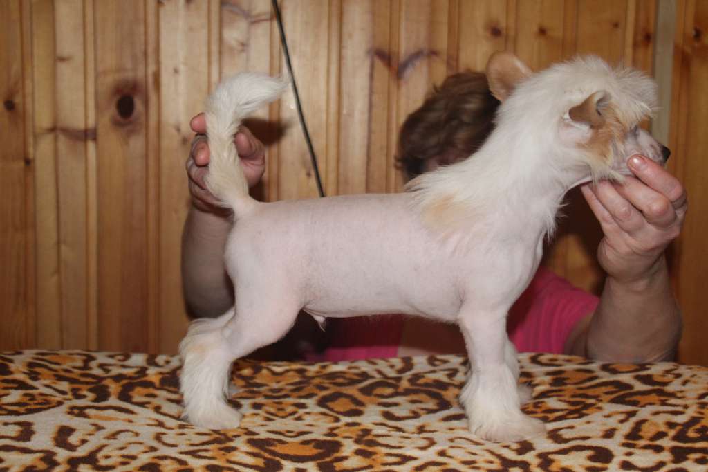 Bella Constanta Morning's Moon