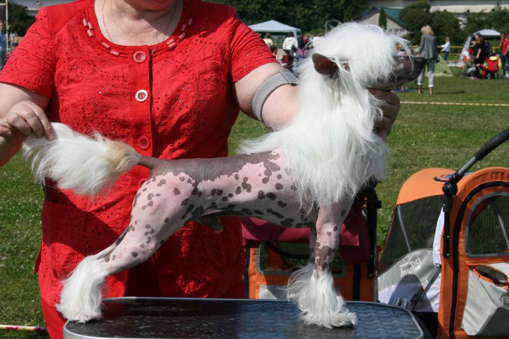 Bella Constanta My Little Joy