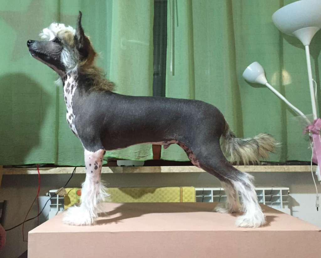 Attraente Vasco Iroquois