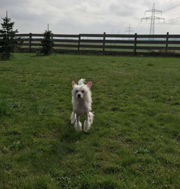 Naimuluna Line Jupiter