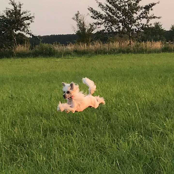 Solino's Pimpernelle