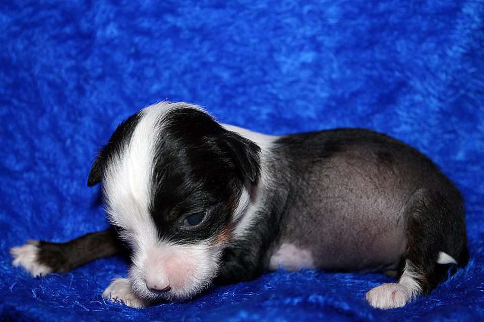 Hohlatiy glamour Helena