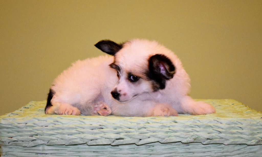 Glenlaif Arnold Vosloo