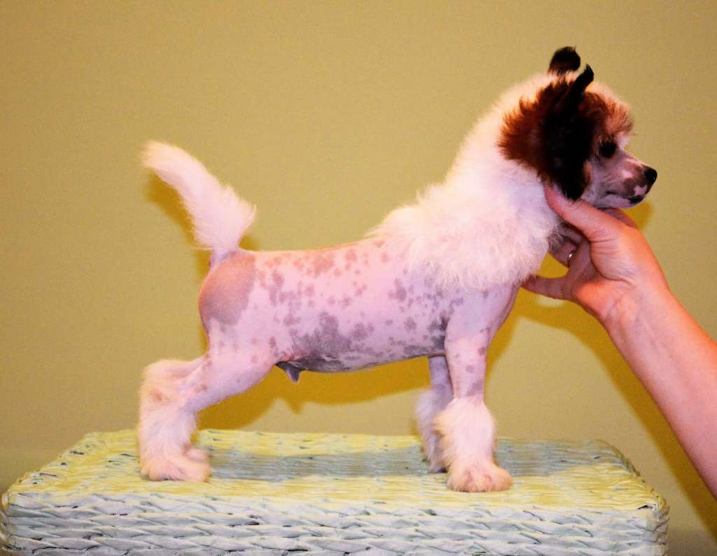 Glenlaif Adam Sandler