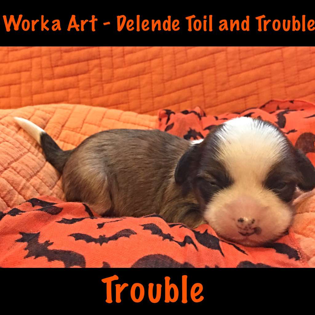 Worka Art - Delende Toil and Trouble