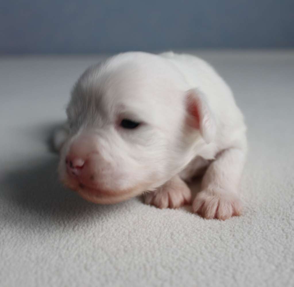 Iseniya Remy  iz Clana Timurlana