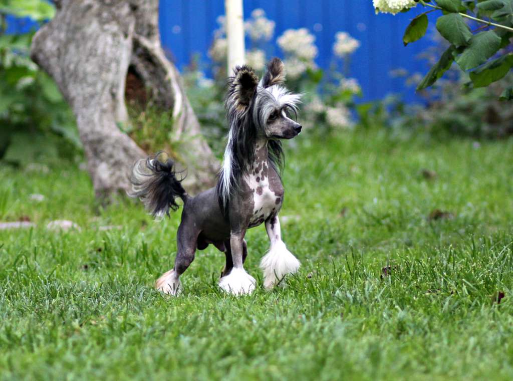 Holiday dlya'Ozi iz Sozvezdiya Khana