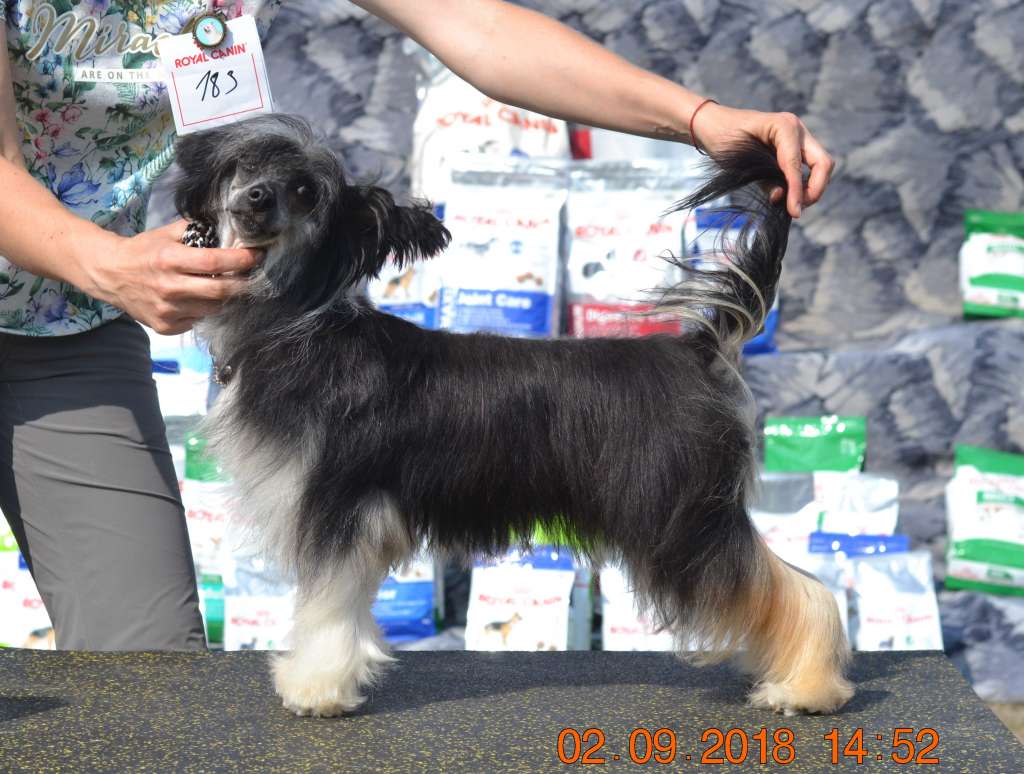 Helli iz Sozvezdiya Khana