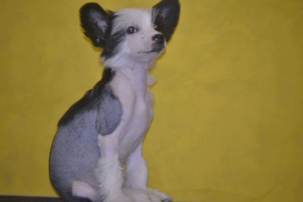 Ketrin Kristol Jasmine