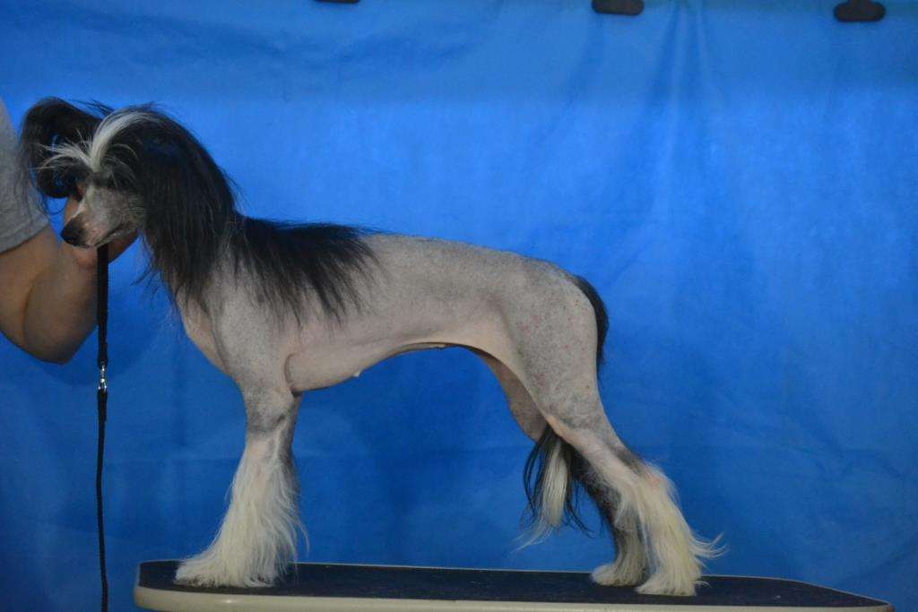 Ketrin Kristol Jacqueline