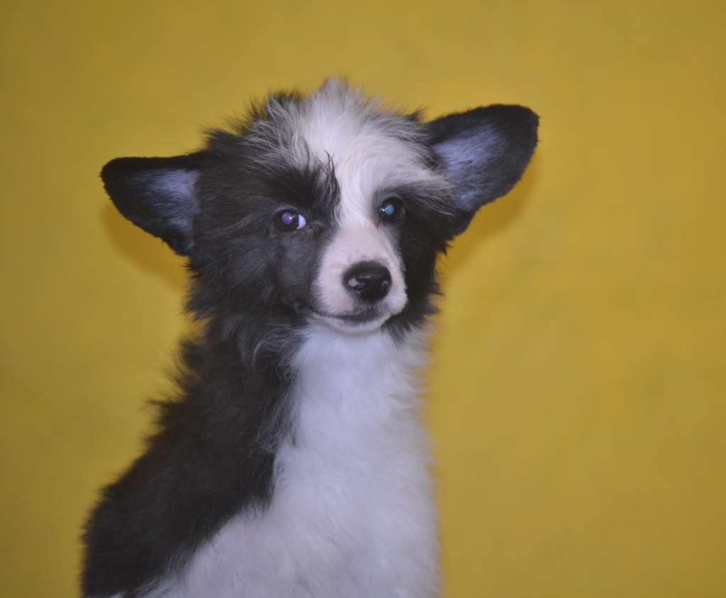 Ketrin Kristol Jenness