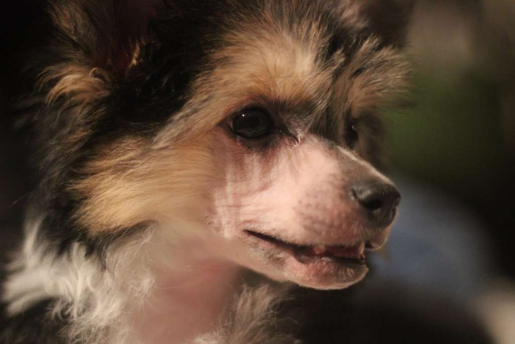 La Casa De La Nieve Kim At Siberian Love