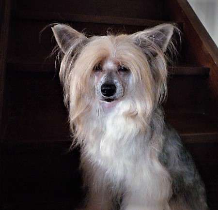 TaÏ Mandchou's Mille & Zime