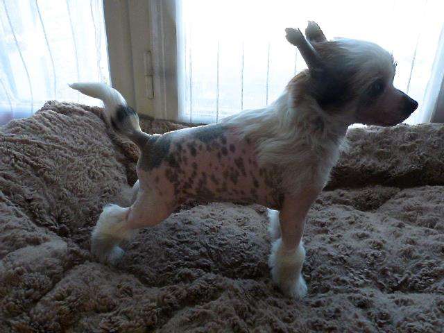 TaÏ Mandchou's Miyake Style