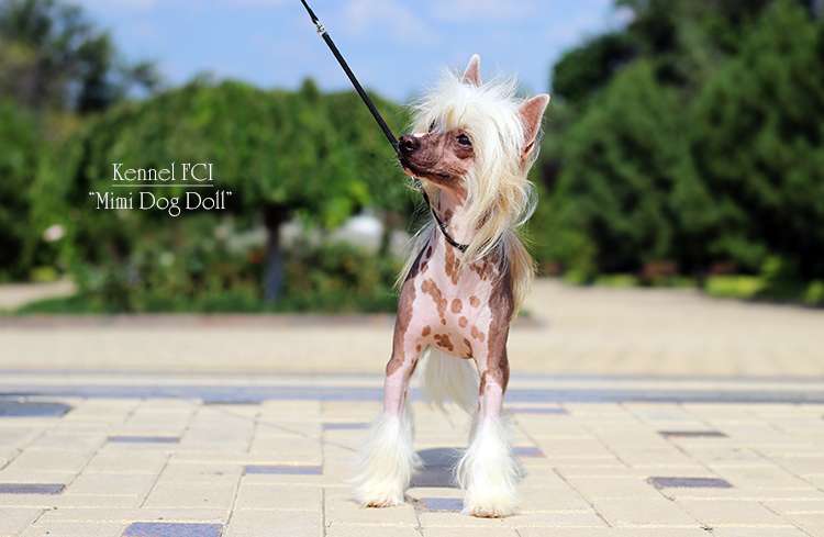 Mimi Dog Doll Rayman