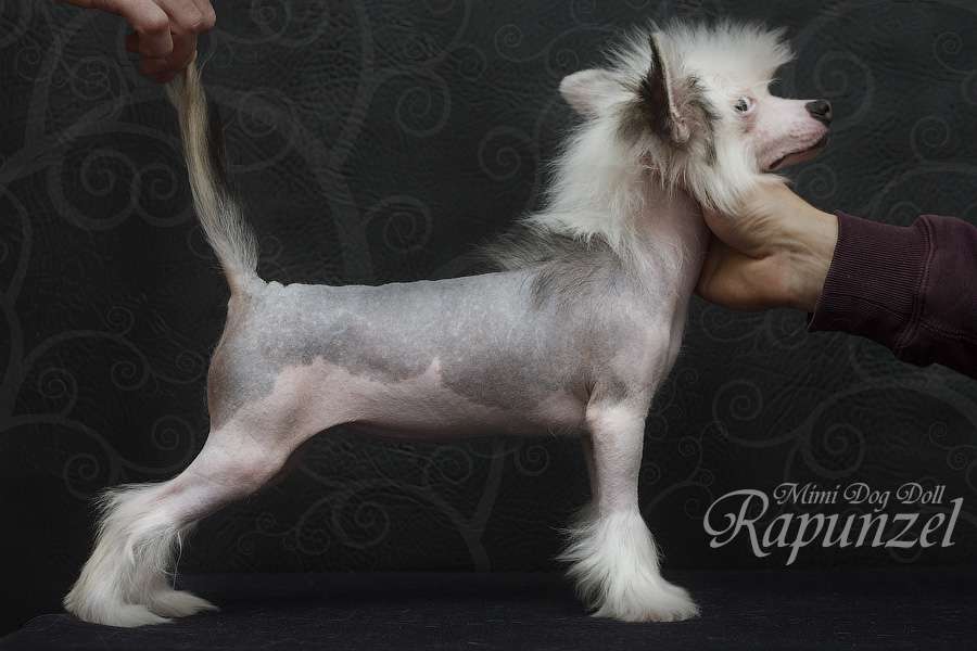 Mimi Dog Doll Rapunzel