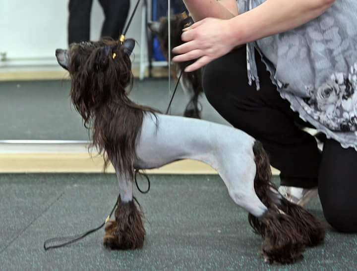 Charuyuschiy Soblazn Magnifica Lira