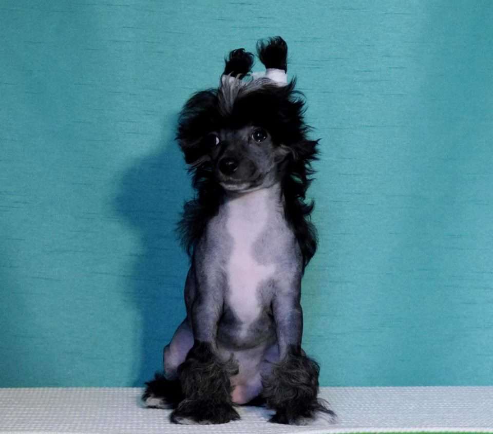 NUFINKA Romantico Reggae