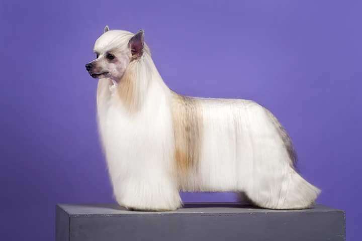 Iron Man Iz Serebryanogo Raya