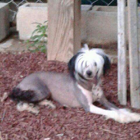 Vii Peaks Ncis Agent Davied