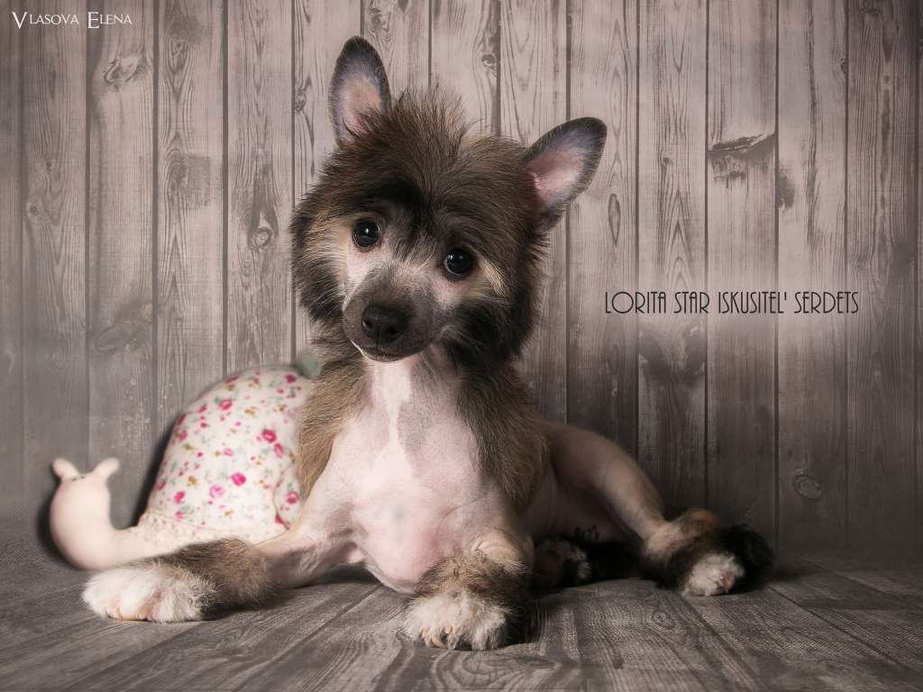 Lorita Star Iskusitel' Serdets