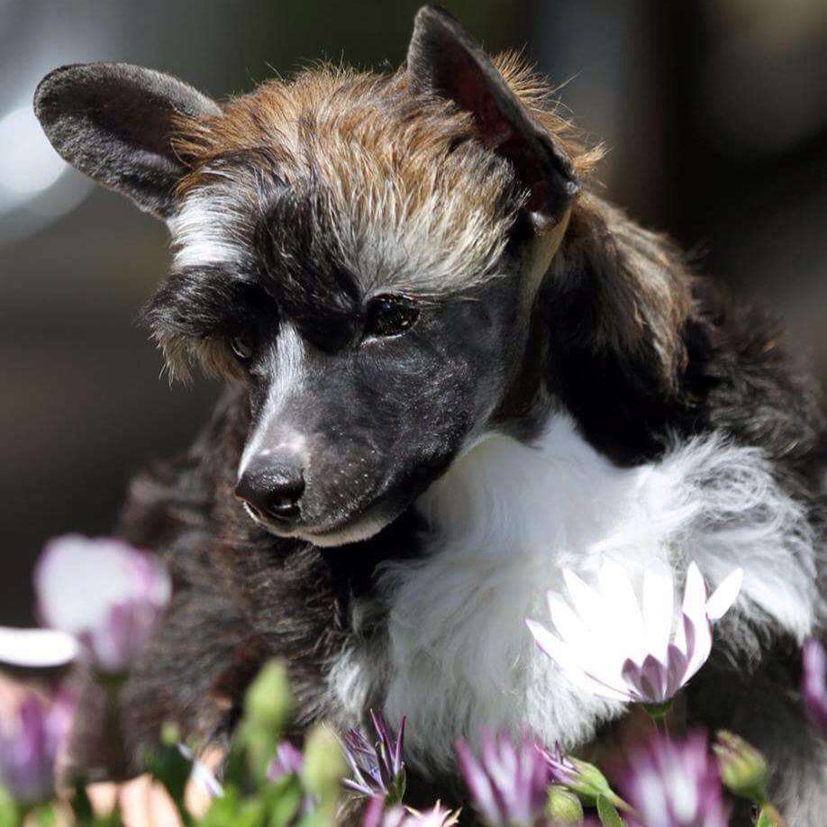 Karakush Hairy Fairy