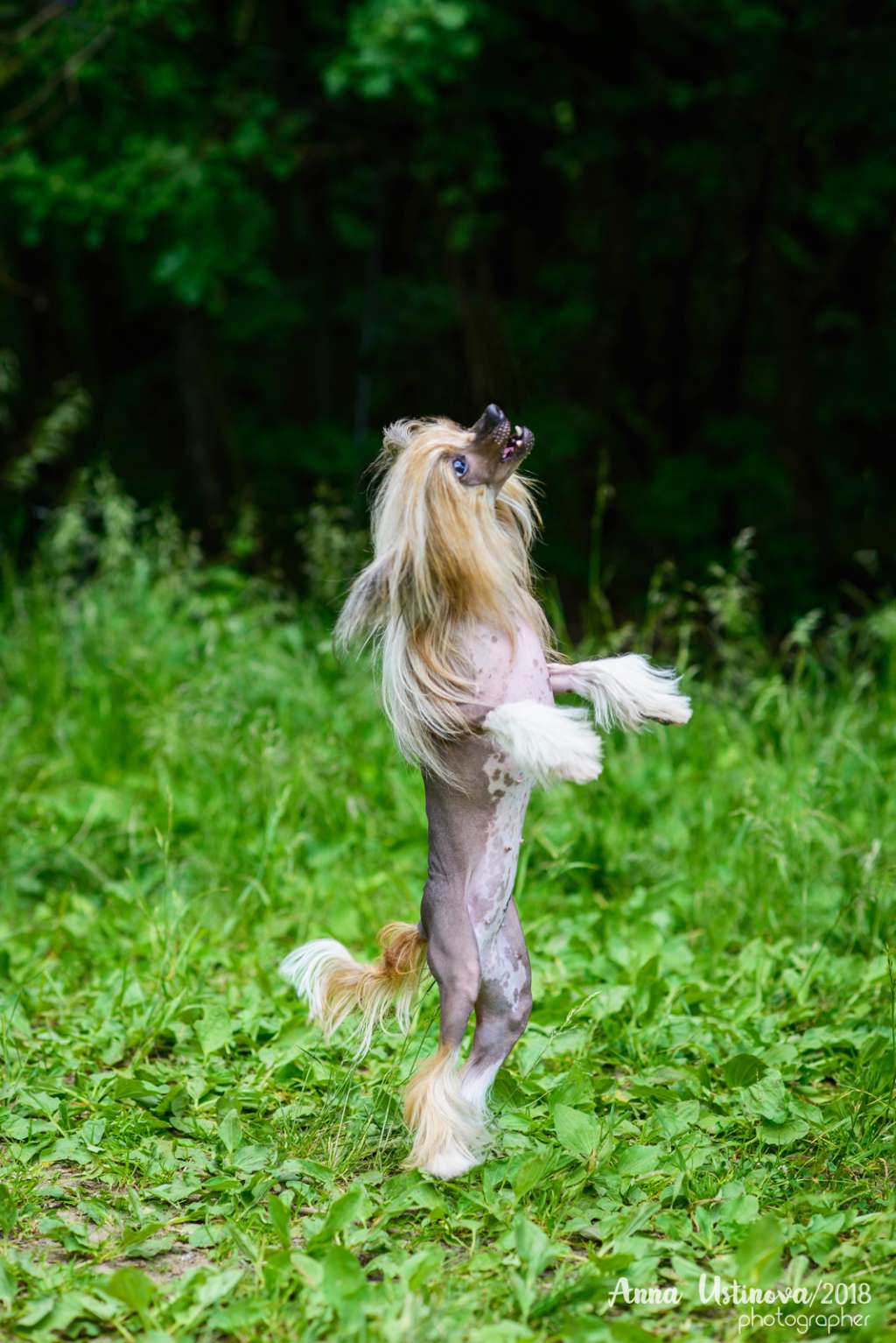 Dogland Happy Paradigm