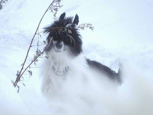 Dogland Happy Principle Domino