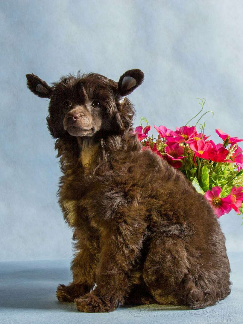 My Lucky Charm Brown Orchid Butterfly