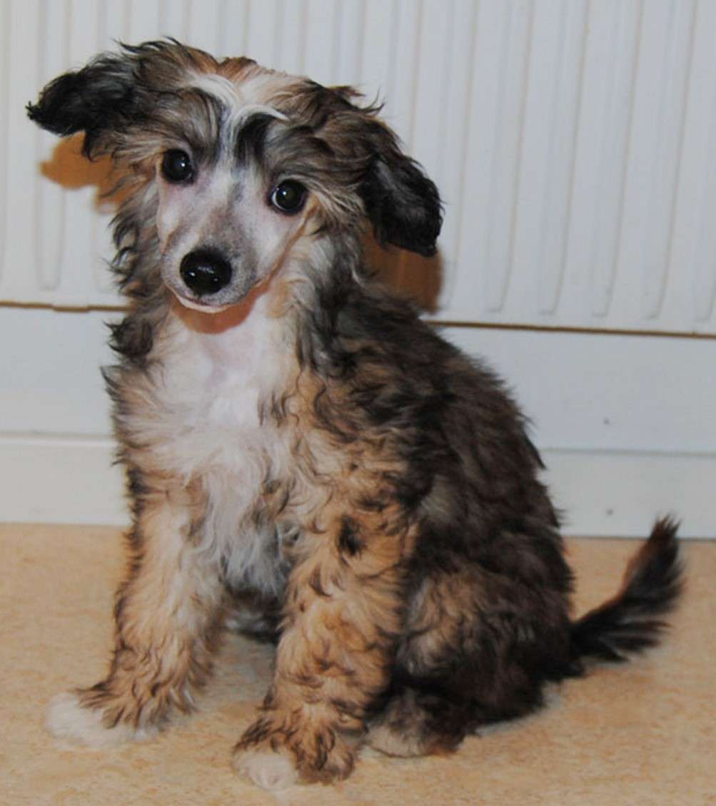 Pappersdrakens Arnes Raketer