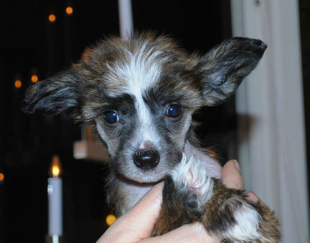 Pappersdrakens Curts Pokaler