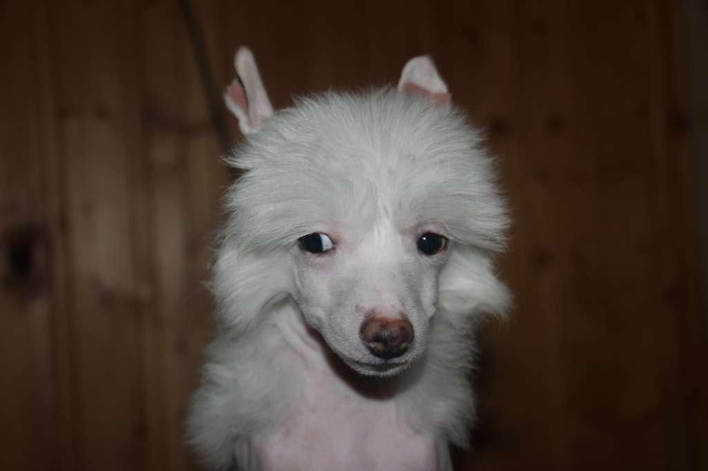 Bella Constanta Lady Layra