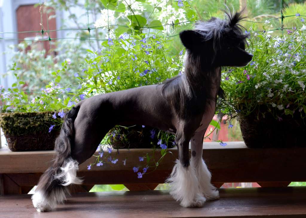 Sharol Shi Barracuda